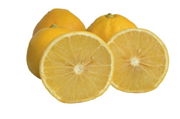 Bergamot Sour Oranges - 5 Pounds