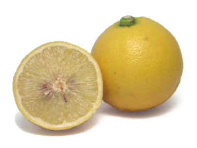 Bergamot Sour Oranges - 5 Pounds