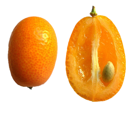 Fukushu Kumquats - 1 Pound